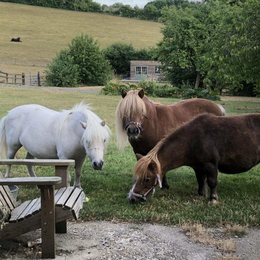 Picture of Ponies on our farm