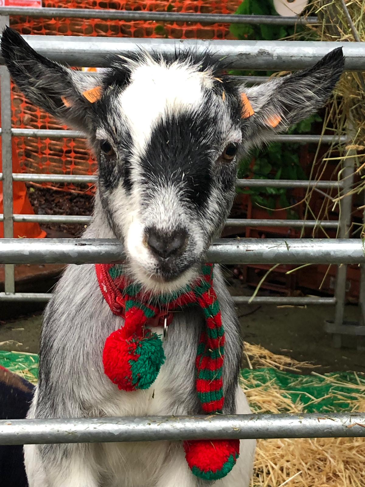 Picture of a goat wearing a Christmas scarf